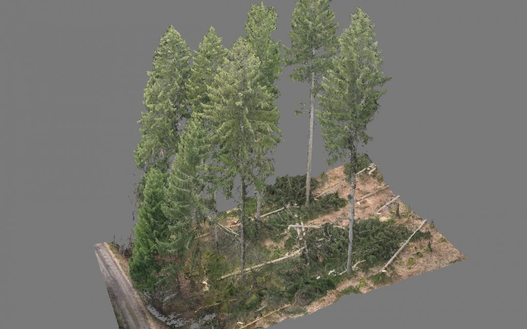 Enhancing Forestry Research with High-Precision Drone Imaging