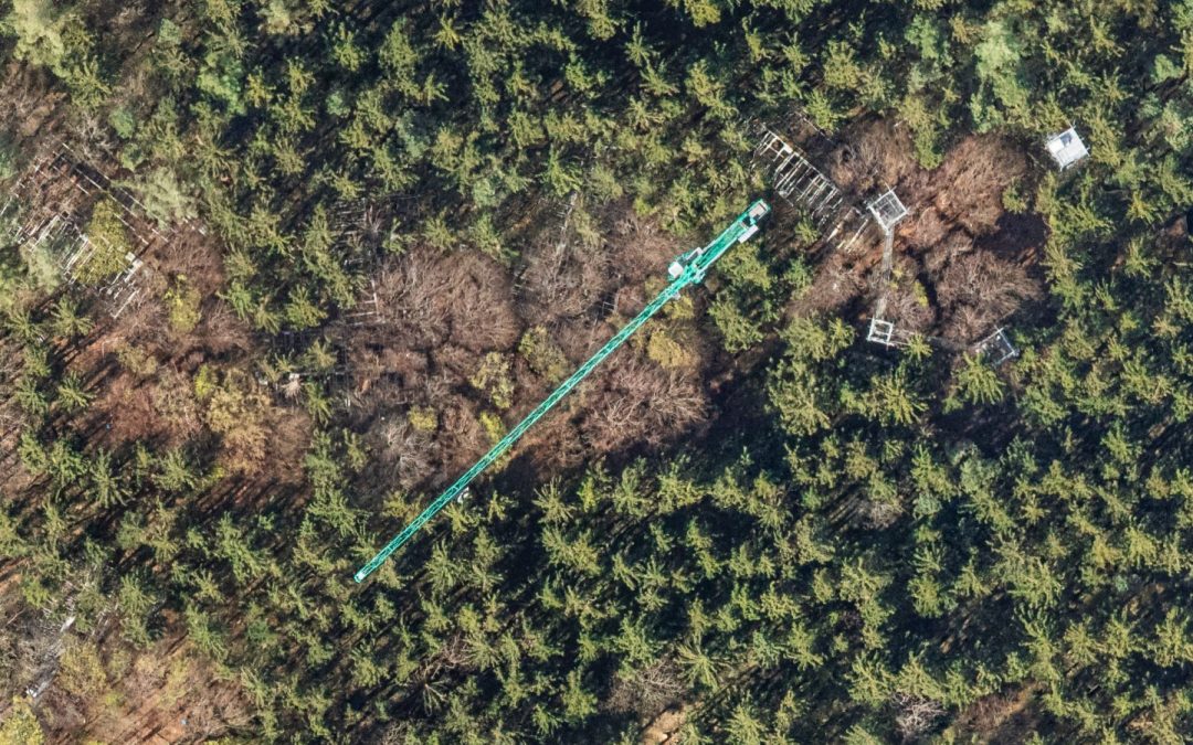 Multi-Seasonal Aerial Photogrammetric Mapping of Tree Species Composition